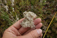 Anemonoides sylvestris