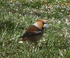 Coccothraustes coccothraustes