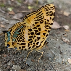 Symbrenthia niphanda