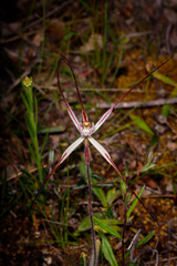Caladenia polychroma