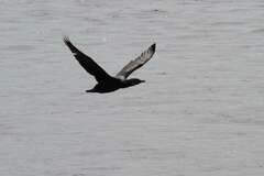 Phalacrocorax carbo