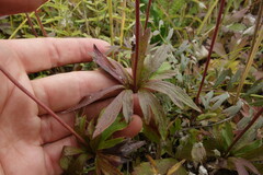 Anemonoides sylvestris