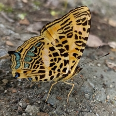 Symbrenthia niphanda