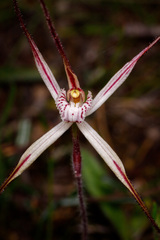 Caladenia polychroma