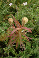 Lilium pensylvanicum