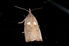Planotortrix