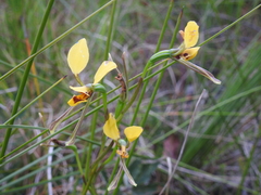 Diuris chrysantha