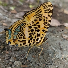 Symbrenthia niphanda