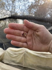 Gasteracantha versicolor