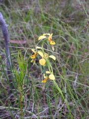 Diuris chrysantha