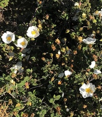 Cistus salviifolius