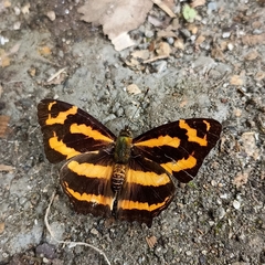 Symbrenthia niphanda