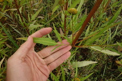 Bidens radiata