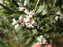 Styphelieae