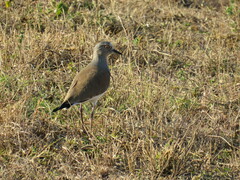 Vanellus melanopterus