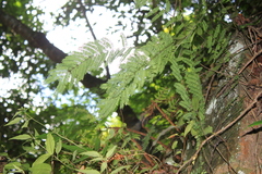 Pterolobium punctatum