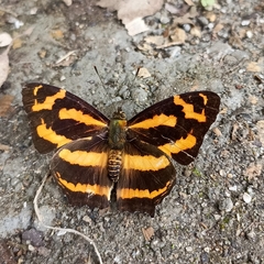 Symbrenthia niphanda