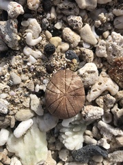 Echinoneus cyclostomus