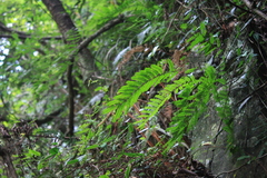 Pterolobium punctatum