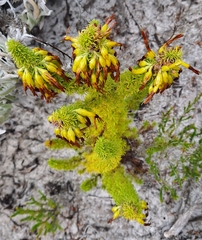 Erica coccinea