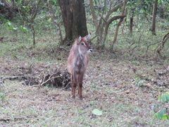 Kobus ellipsiprymnus defassa