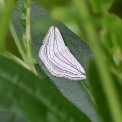 Scopula opicata