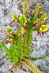 Erica coccinea