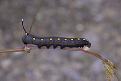 Theretra oldenlandiae