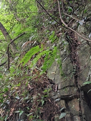 Pterolobium punctatum