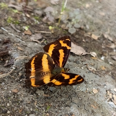 Symbrenthia niphanda