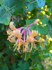 Lonicera periclymenum