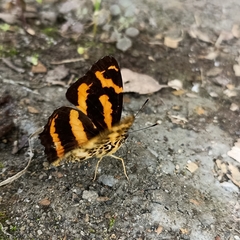 Symbrenthia niphanda