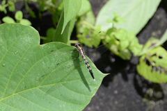 Orthetrum albistylum speciosum