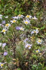 Aster biennis