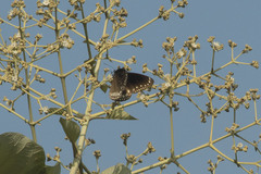 Euploea core