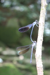Euphaea decorata