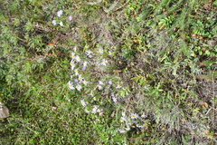 Aster biennis