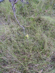 Diuris chrysantha