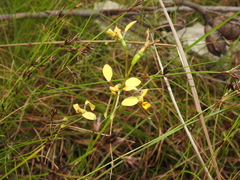 Diuris chrysantha