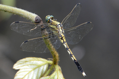Orthetrum albistylum speciosum