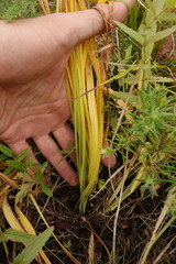 Hemerocallis minor
