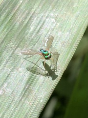 Chrysosoma