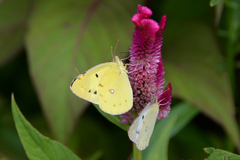 Colias poliographus