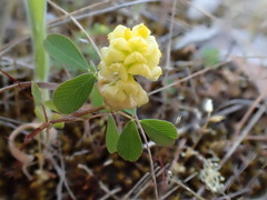 Trifolium campestre