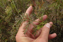 Pulsatilla turczaninovii
