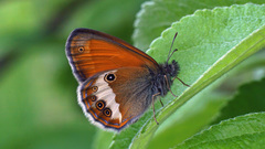 Coenonympha arcania