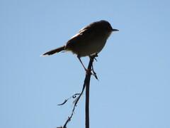 Cisticola exilis