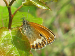 Coenonympha arcania