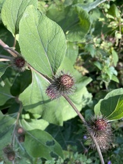 Arctium minus