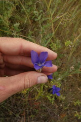 Gentianopsis barbata